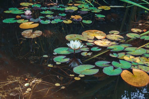 Бесплатное стоковое фото с вода, водный, водяная лилия