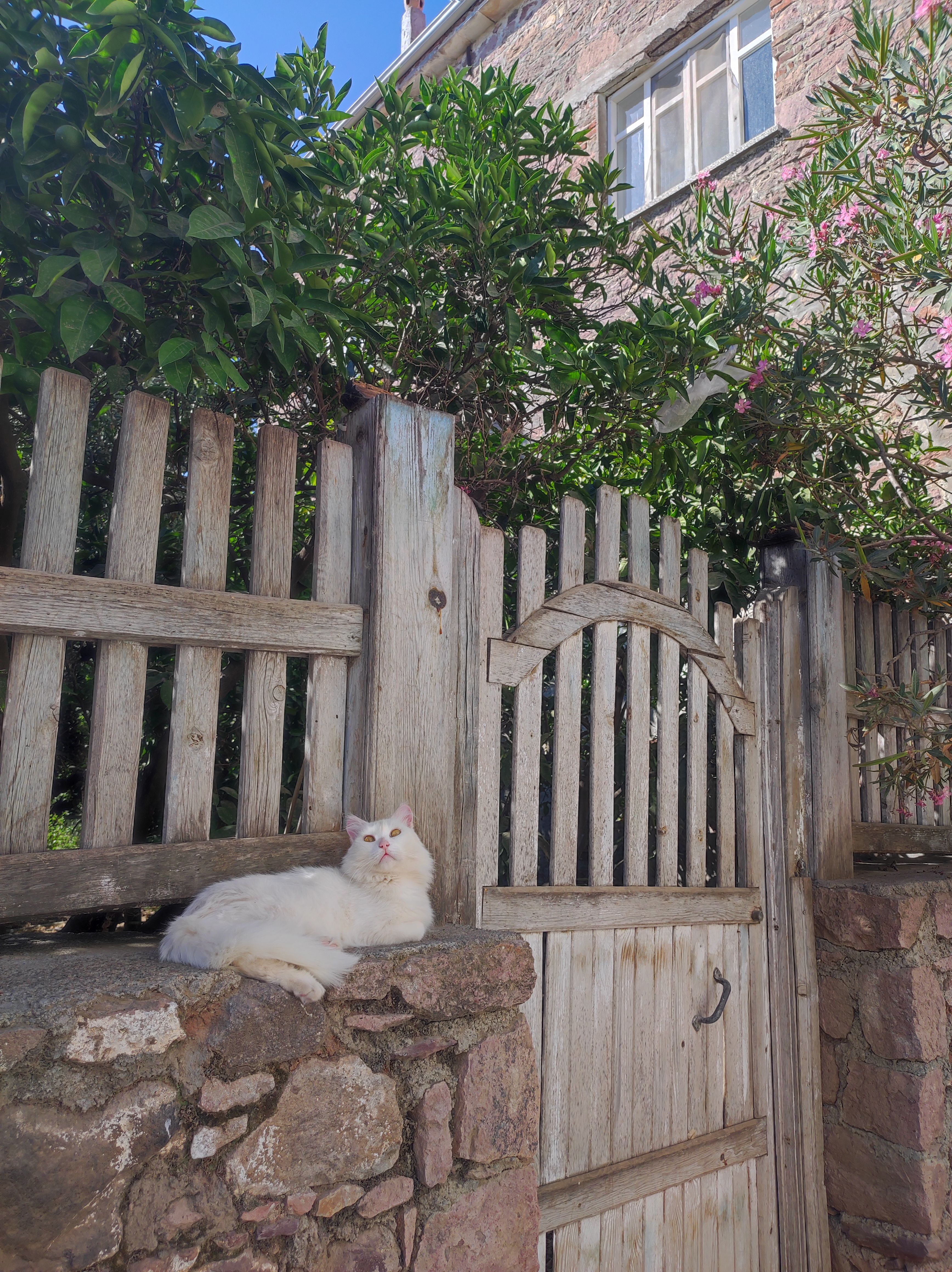 White Cat Relaxing on Top of a Garden Wall · Free Stock Photo