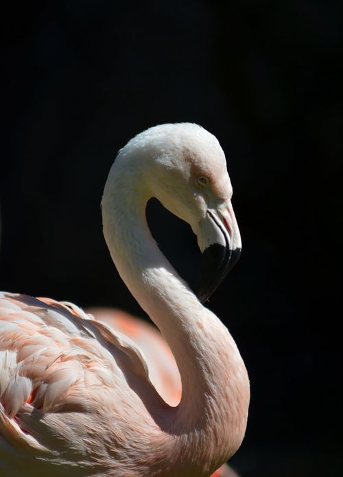 Free Close-up portrait of a flamingo with soft feathers and a curved neck against a dark background. Stock Photo
