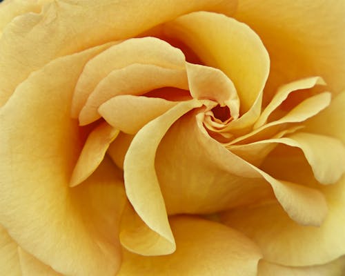 Close-Up Shot of a Yellow Rose 