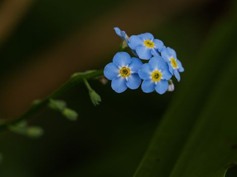 Macro photography of delicate blue forget-me-not flowers in bloom.