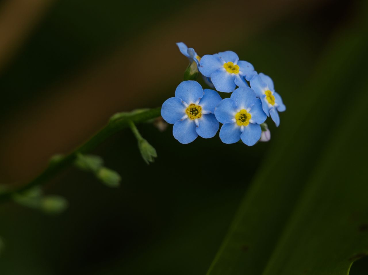 macro photography of delicate blue forget me not flowers in bloom