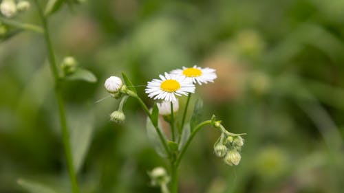 Close-Up Shot of a Blooming White Daisy Flowers