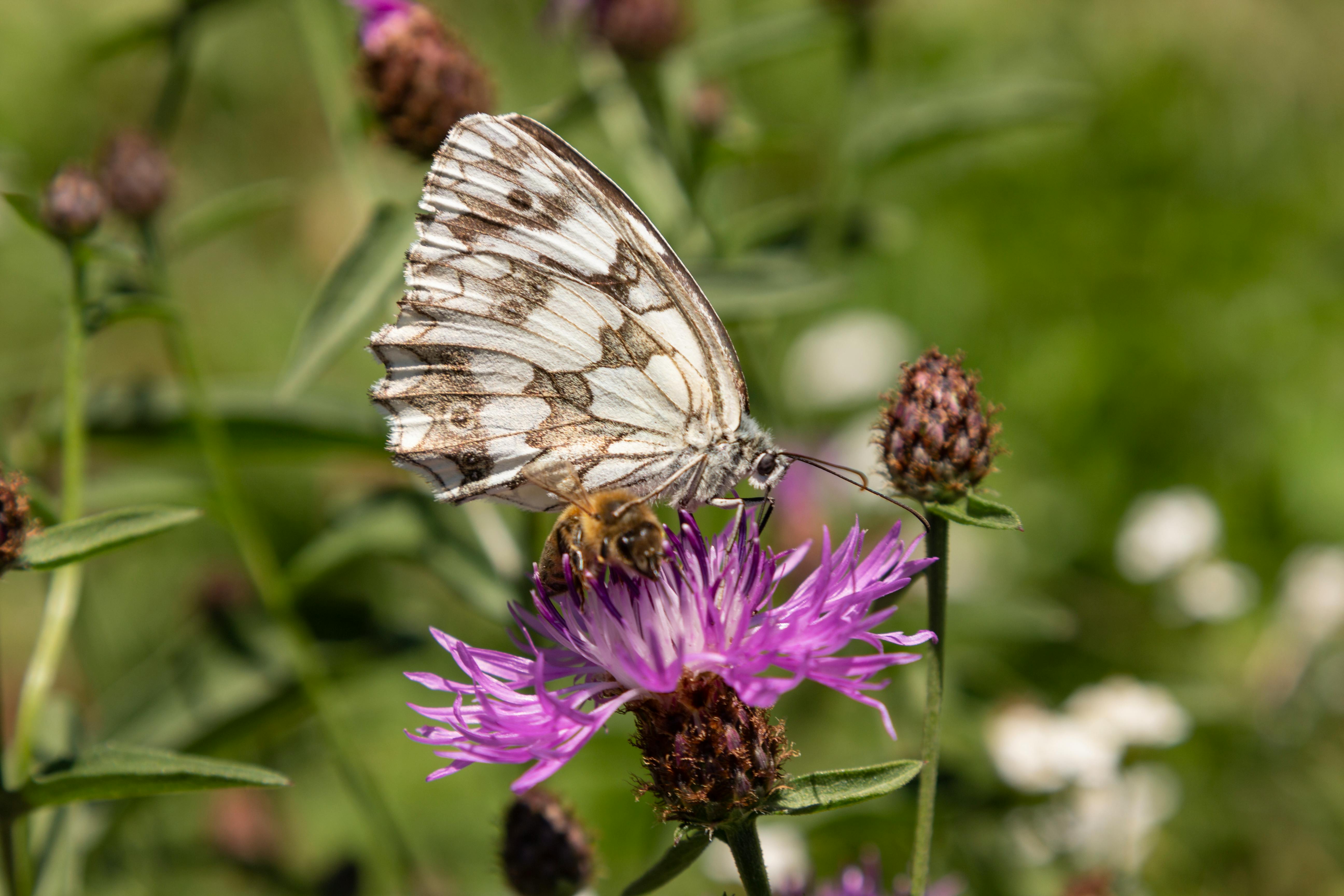 Arcane Butterfly Photos, Download Free Arcane Butterfly Stock Photos ...