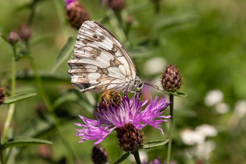 Free Detailed macro shot of a marbled white butterfly feeding on a purple knapweed flower in a sunny meadow. Stock Photo