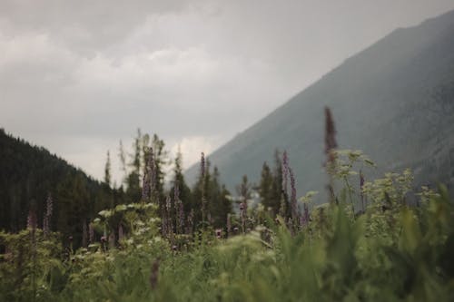 Flowers on Meadow with Mountains behind