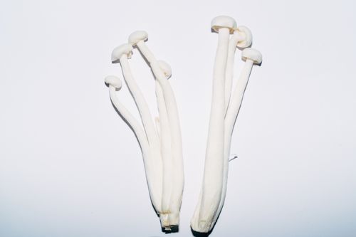 Free Fresh enoki mushrooms arranged on a bright white surface, showcasing their unique elongated shape. Stock Photo
