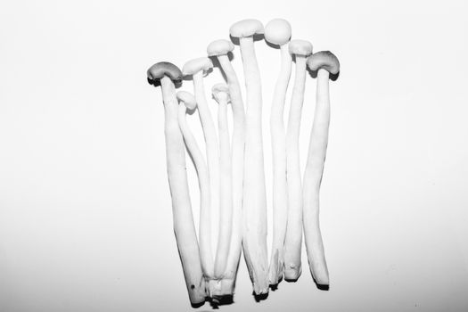 展示各种形状、颜色和大小的蘑菇子实体的照片合集