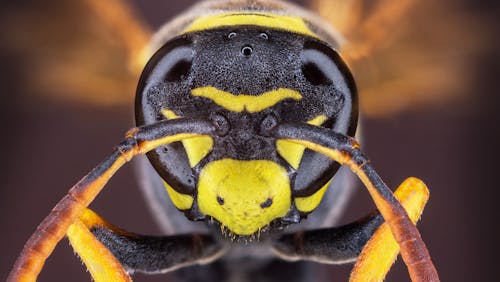 Základová fotografie zdarma na téma detail, fotografování hmyzem, hymenoptera