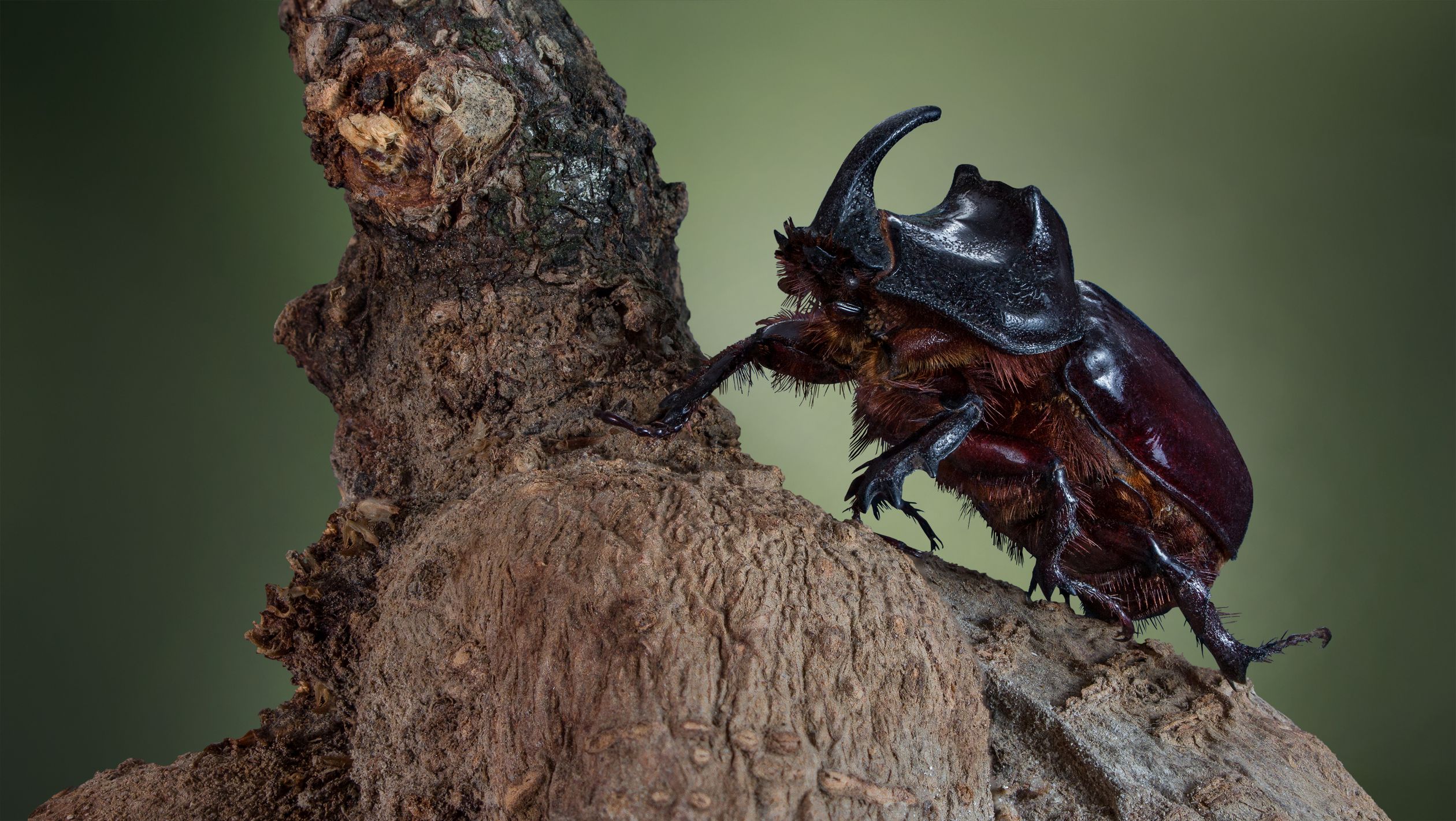 Foto stok gratis tentang alam, alami, arthropoda, beetle, bercangkang ...