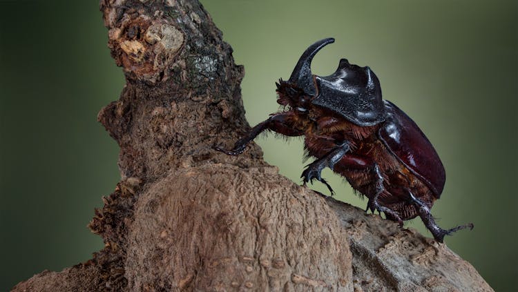 Unique Beetle Sitting On Piece Of Wood