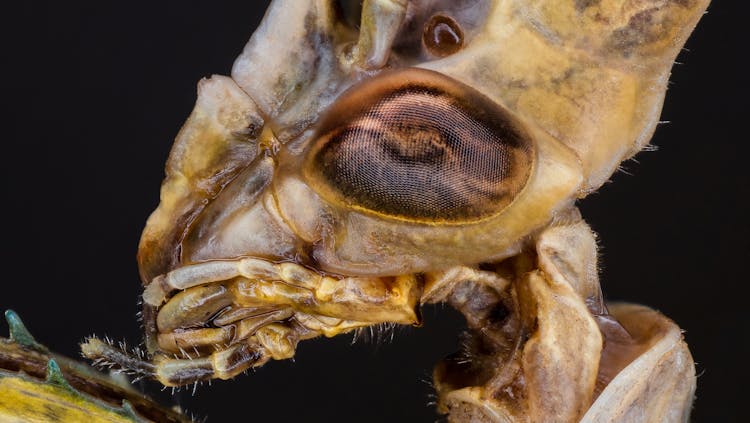 Insect Head With Compound Eye