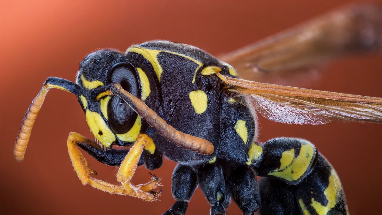 Waps Insects Yellow and Black Striped Wasp · Free Stock Photo