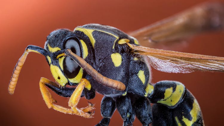 Yellow And Black Striped Wasp