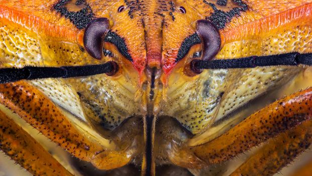 Detailed macro photograph capturing the textures of a grasshopper's face.