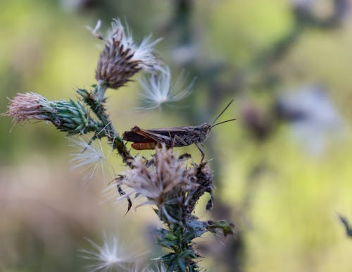 Brown Grasshopper Perched on Green Plant