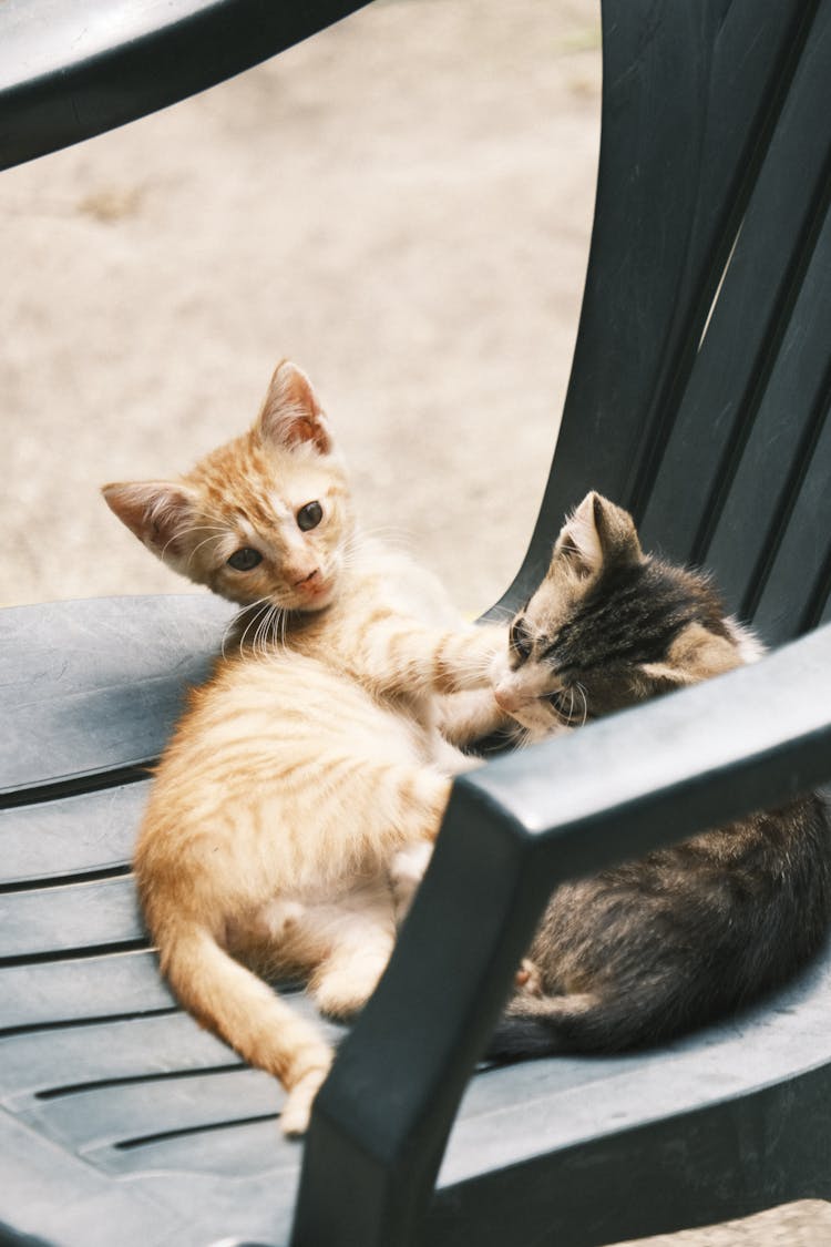 Kittens On A Chair 