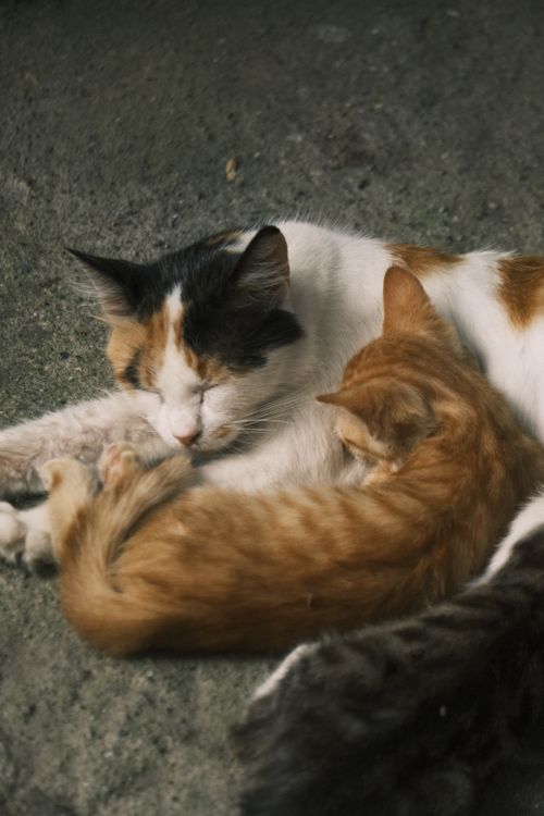 Free A calico mother cat and her ginger kitten snuggling together on a textured floor. Stock Photo