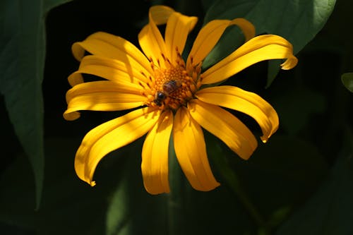 免費 墨西哥向日葵, 授粉, 昆蟲 的 免費圖庫相片 圖庫相片