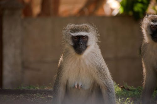 Monkey in Close Up Shot