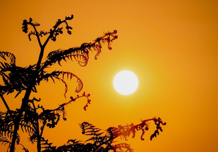 Silhouette Of Tree 