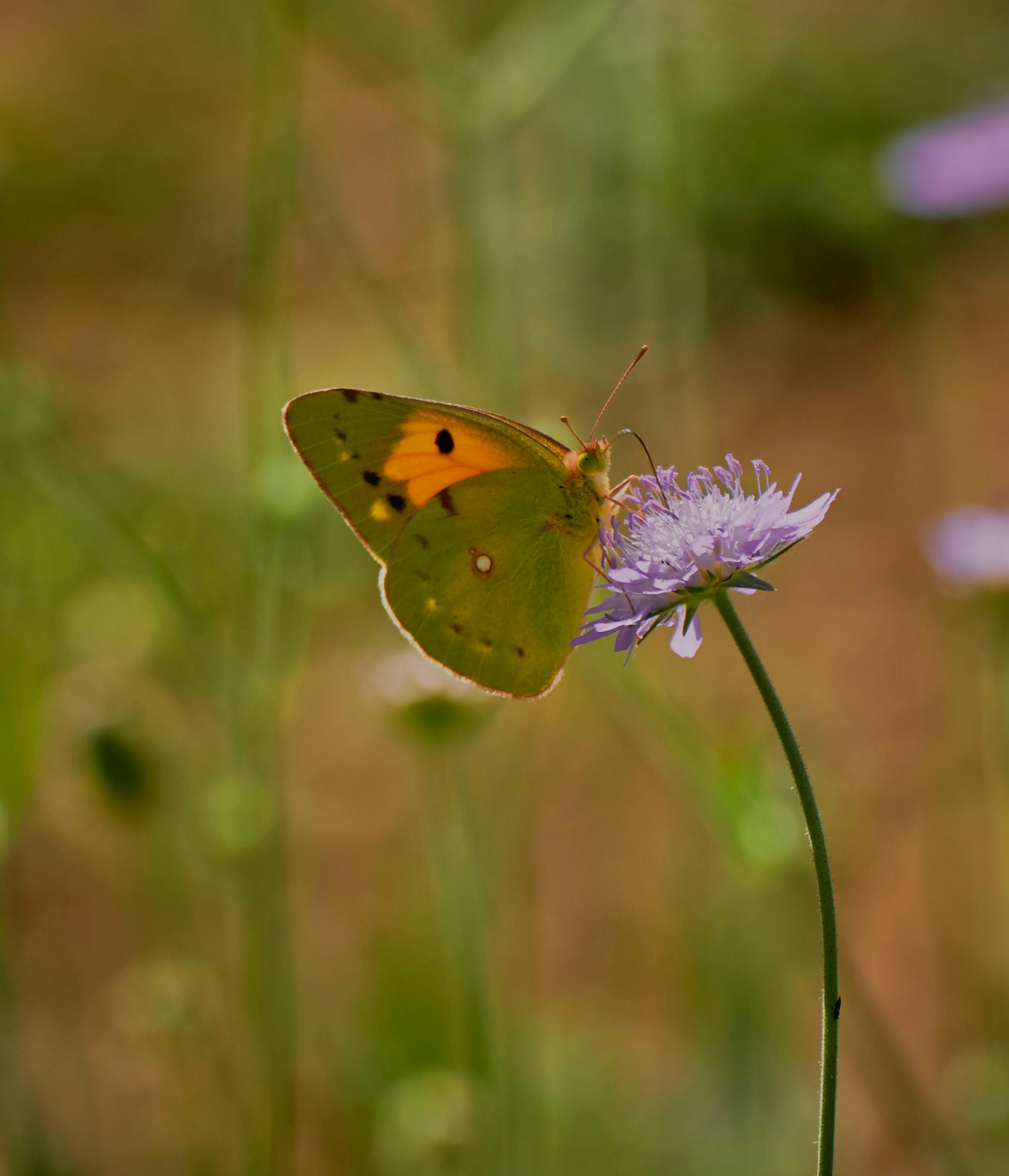 Close-up of a Clouded Yellow butterfly perched on a purple flower in a natural setting.