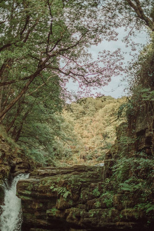 Waterfall in a Forest 