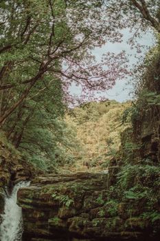 Idyllic forest scene with a cascading waterfall surrounded by lush greenery and towering trees.