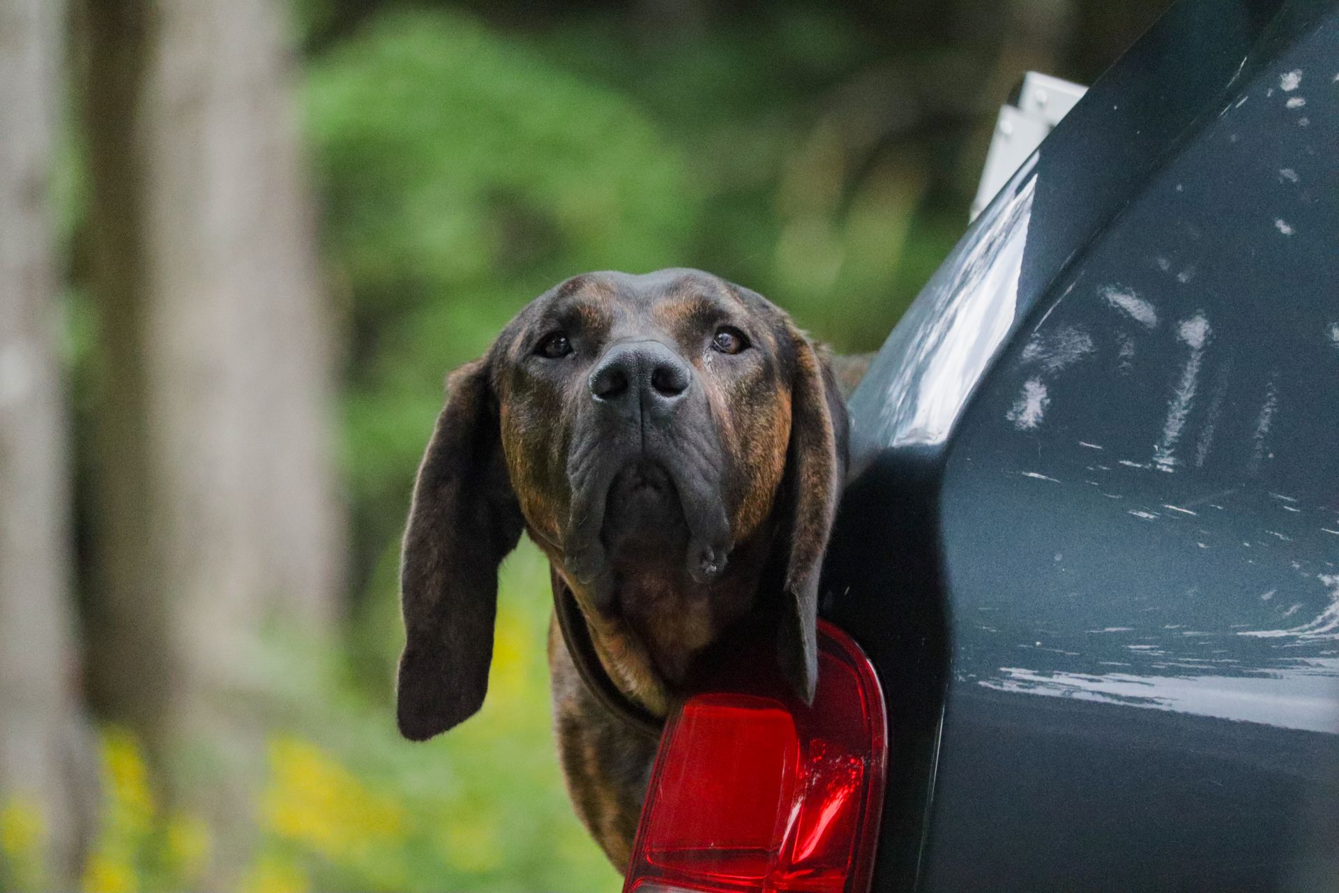 A Bavarian Mountain Scent Hound