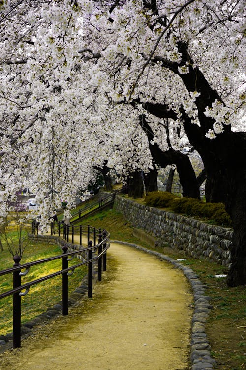 Unpaved Pathway Under Flowering Trees