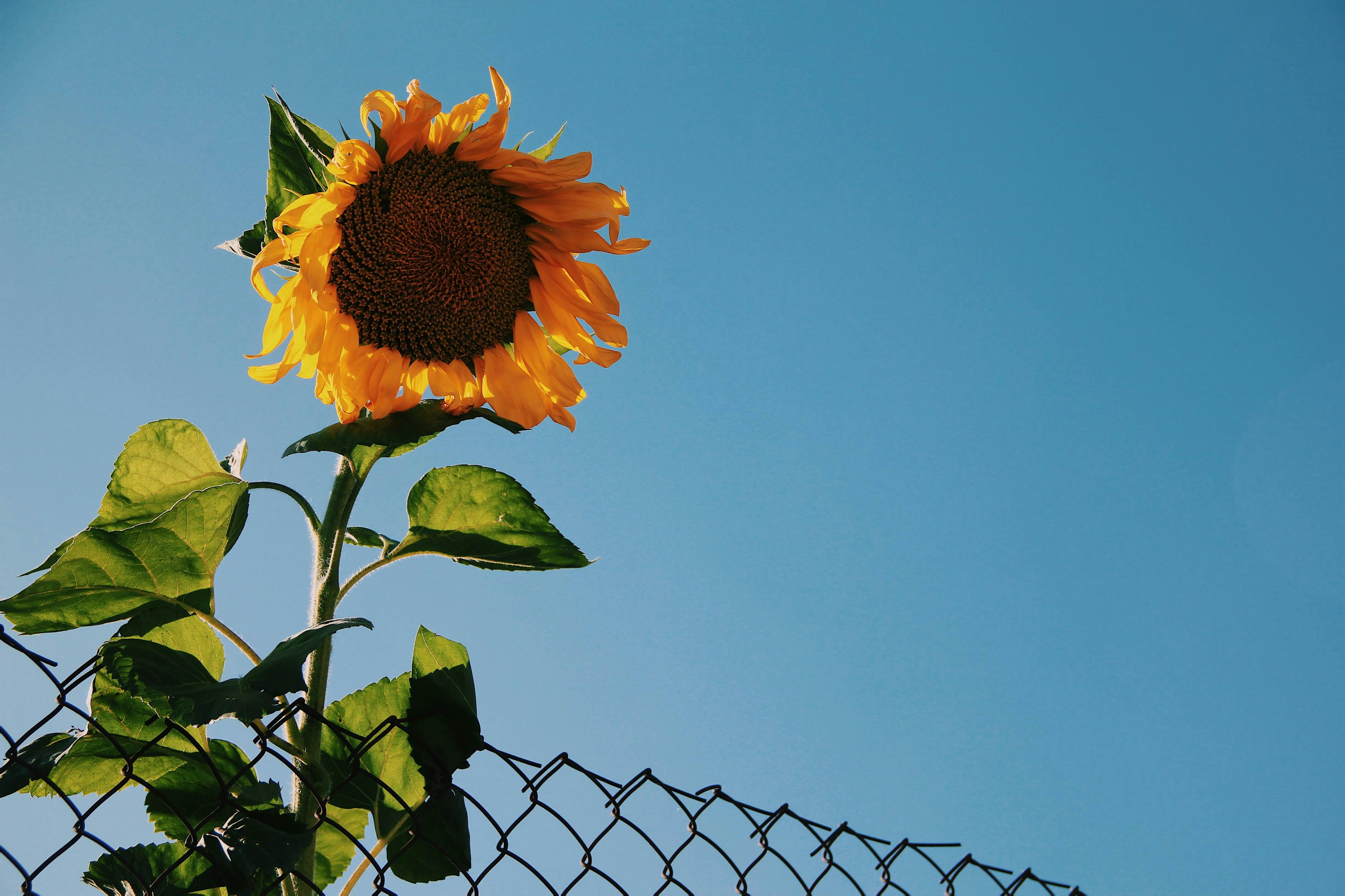 Sunflower Against Blue Sky · Free Stock Photo