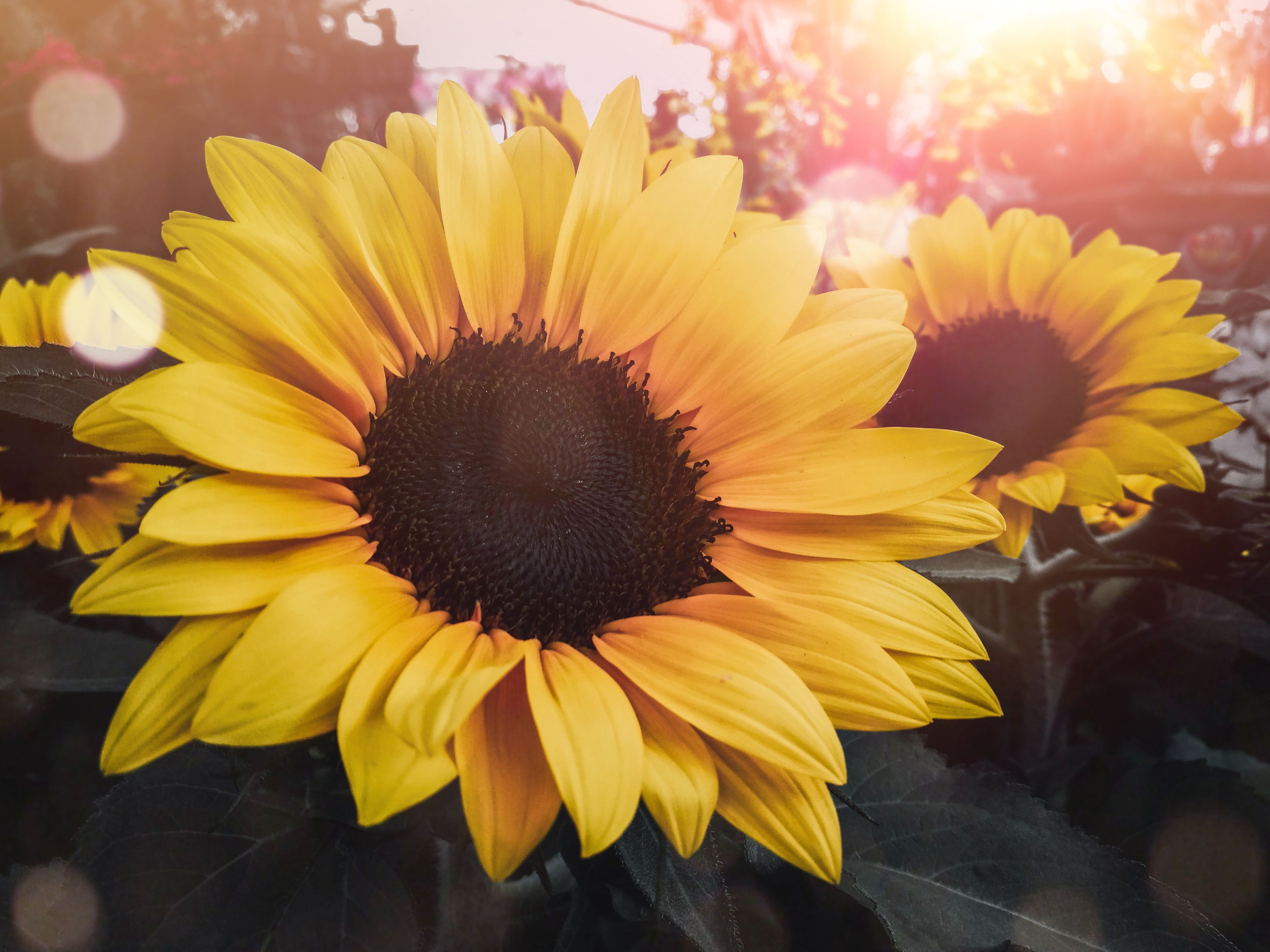 kostenloses-foto-zum-thema-blumen-gelbe-blume-gelbe-blumen