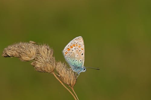 Butterfly Perched on Grass Flowers