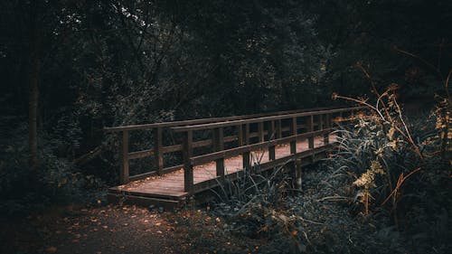 Ingyenes stockfotó erdő, fából készült, fák témában