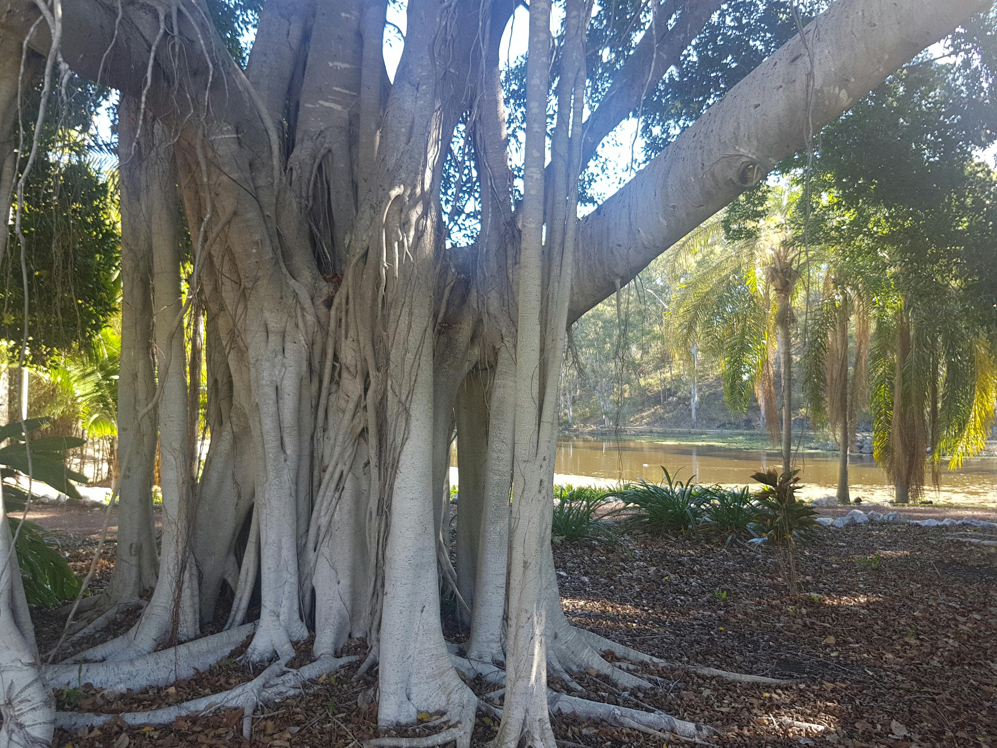 Free stock photo of australia, big trees, branch