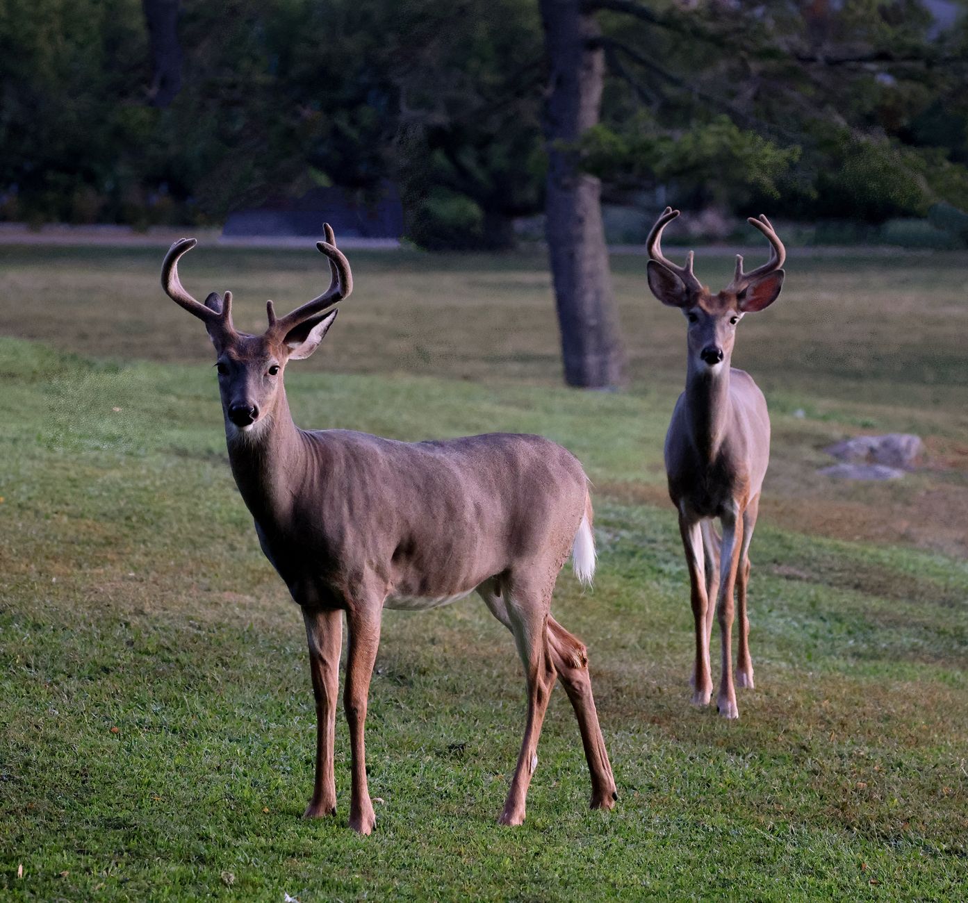 Two majestic White-Tailed Deer standing on a grassy field in the early morning light.