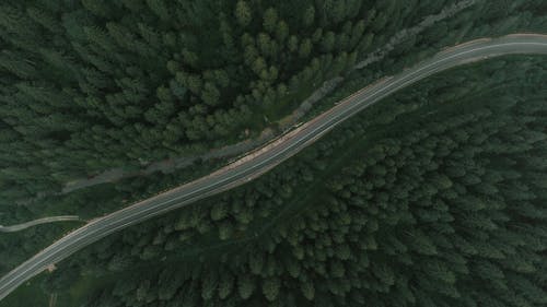 Aerial Photo of Road in Between Trees