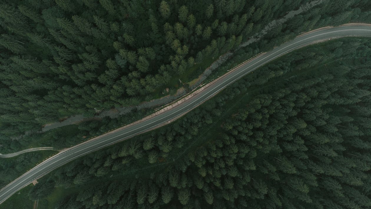 Imagine de stoc gratuită din arbori, codru, copaci