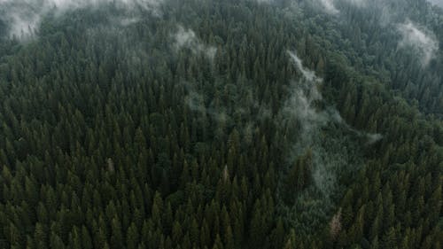 Drone Shot of Forest