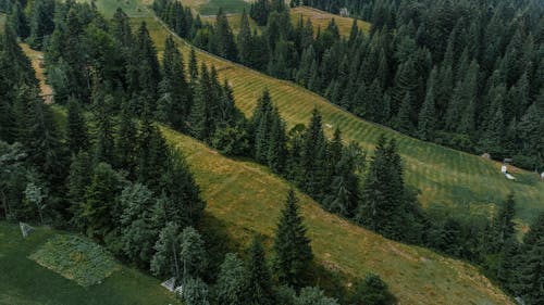 Fotos de stock gratuitas de arboles, campo, foto con dron