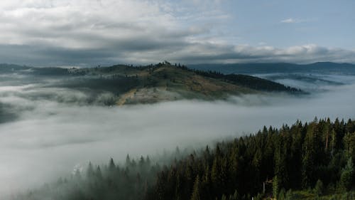 Forested Hill Shrouded in Thick Fog