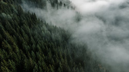 Trees Covered in Fog