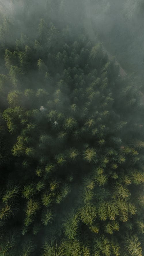 Aerial Photography of Trees