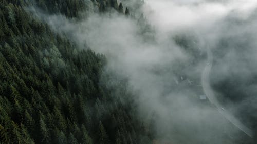 Trees Covered in Fog