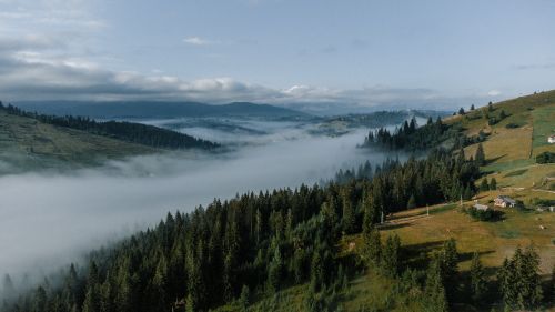 Free A serene misty morning in the rolling hills and valleys of Yablunytsya, Ukraine, enveloped in fog and conifers. Stock Photo
