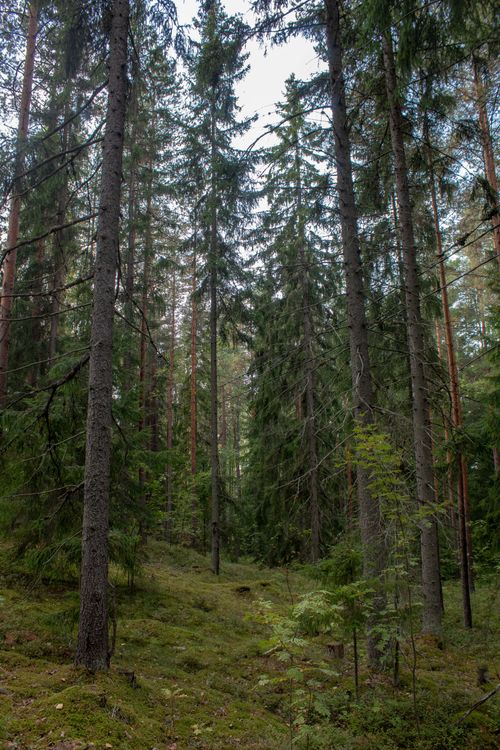 Free A tranquil view of a dense forest with towering pine trees and lush green undergrowth. Stock Photo