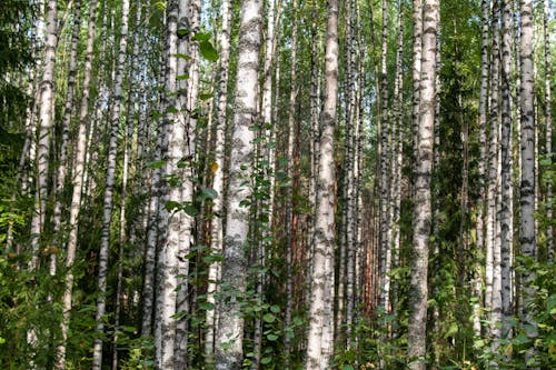 Бесплатное стоковое фото с береза, деревья, лес