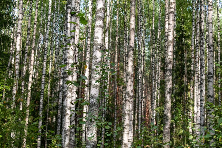 Photo Of Birch Trees