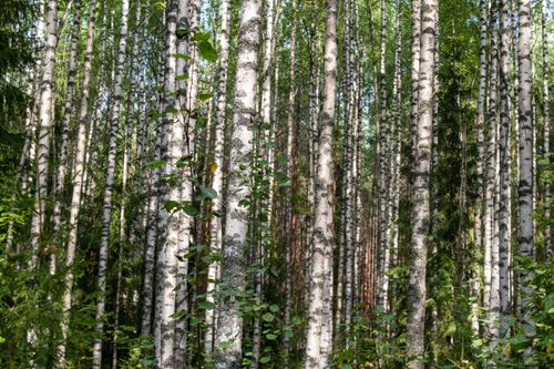 Free A tranquil view of tall birch trees in a lush forest setting under summer light. Stock Photo