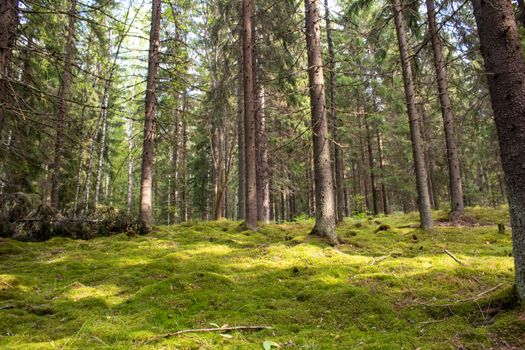 Explore a tranquil forest with lush green moss and towering trees.